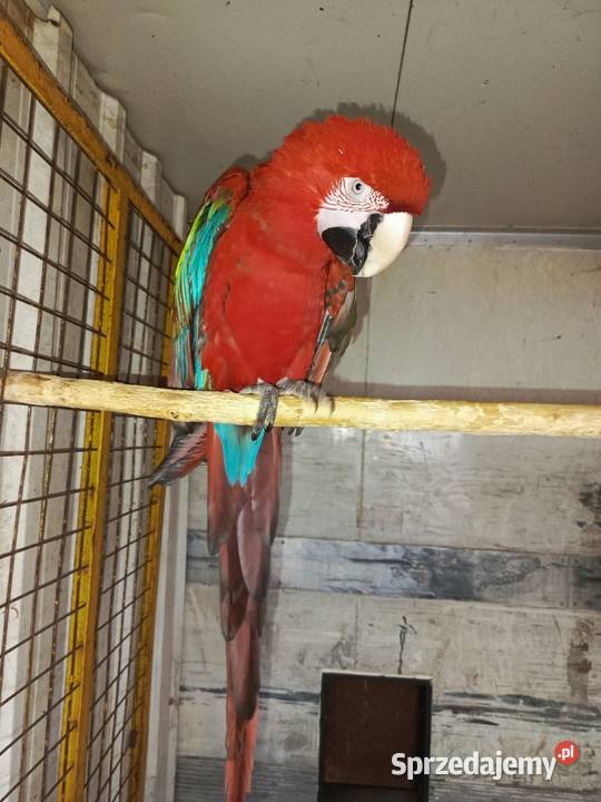 Ara Chloropter samica wielkopolskie Pamiątkowo sprzedam