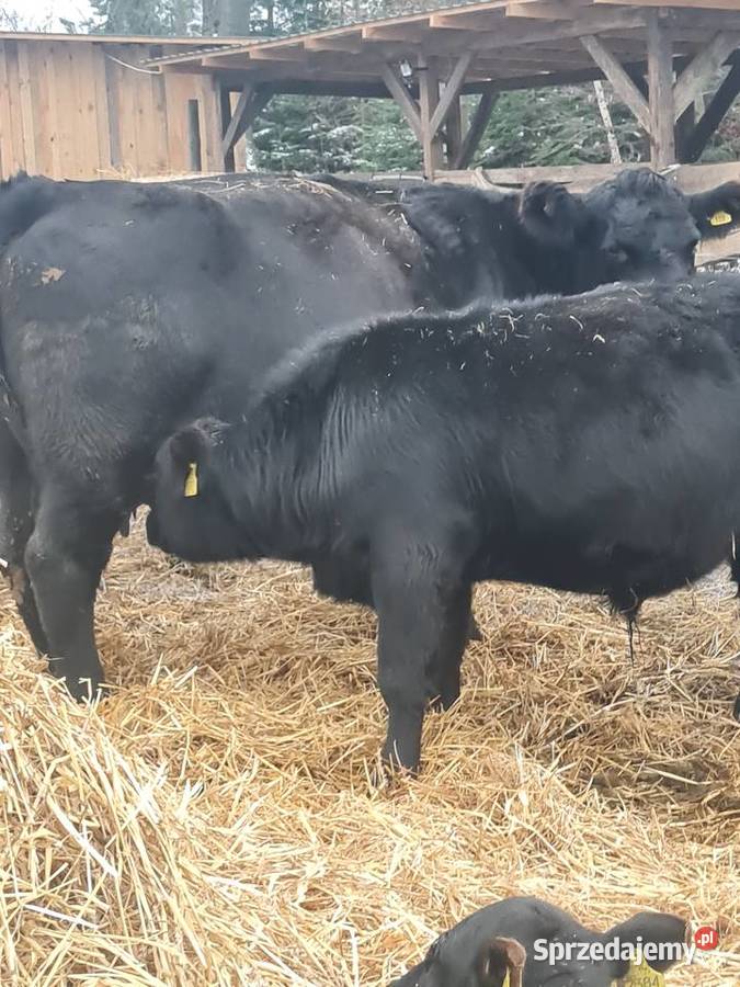 Byk Angus czarny 100 pod oceną PZHiPBM odsadek Szlatyn