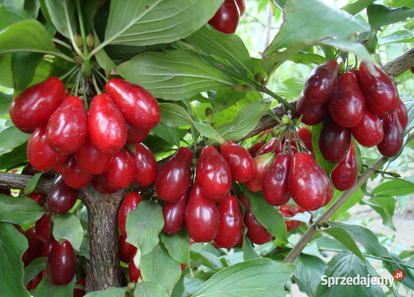 DEREŃ JADALNY Cornus mas NASIONA 50 sztuk 10g