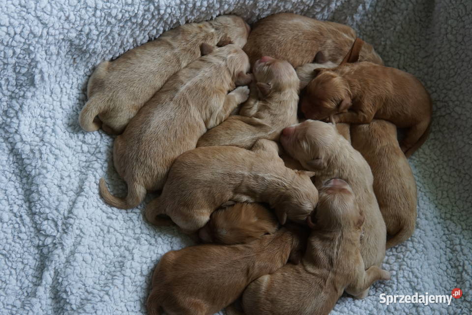 Szczeniak Golden Retriever Rzeszów