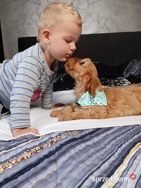 Suczka Cavapoo Szczaworyż