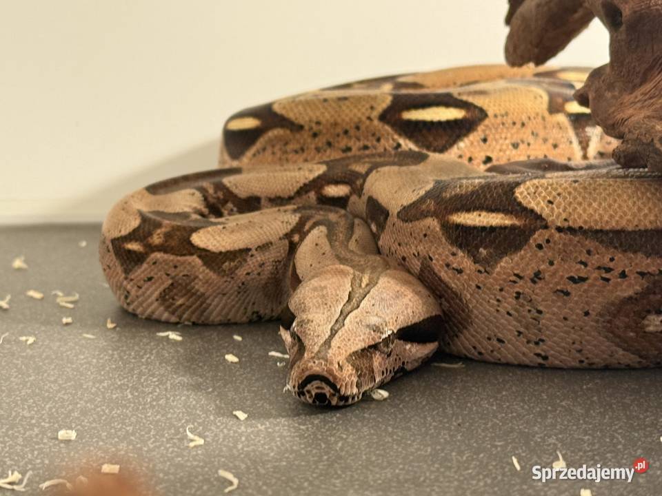Boa Constrictor Guyana Bydgoszcz
