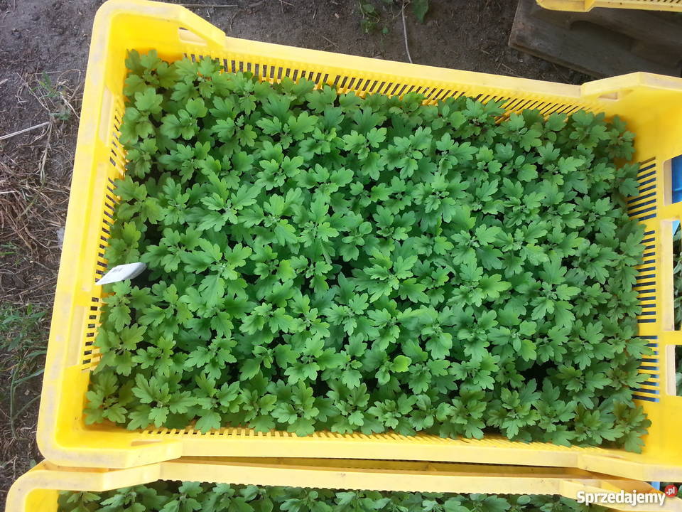 Sadzonki chryzantemy drobno keiatowe mazowieckie Szerominek