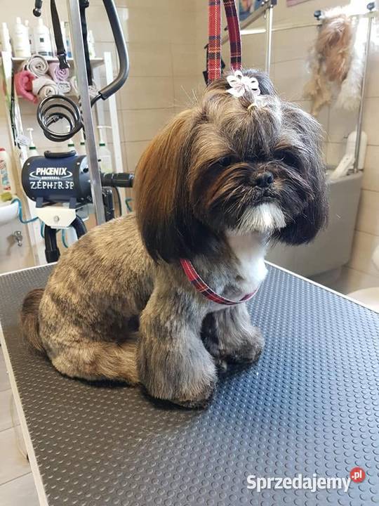 Reproduktor shih tzu z genem blue Zawiercie sprzedam