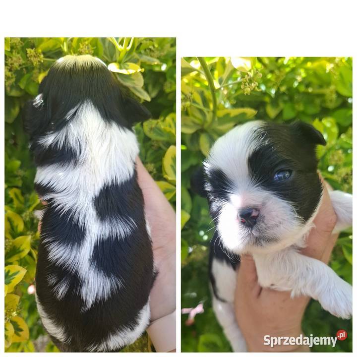 Shih tzu pieski piesek podkarpackie Rzeszów