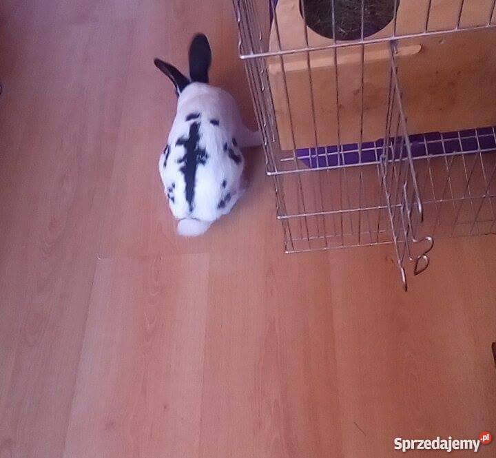 Królik miniaturka klatka Zwierzęta Płock sprzedam