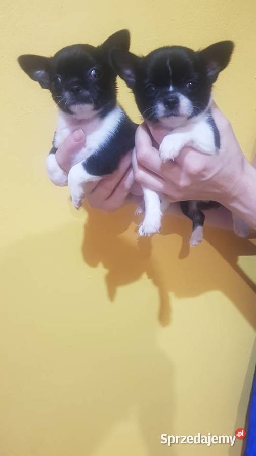 Suczka rasy Chihuahua Płońsk sprzedam