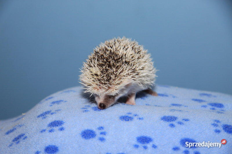 JEŻ PIGMEJSKI białobrzuchy oswojone hodowlane je dolnośląskie