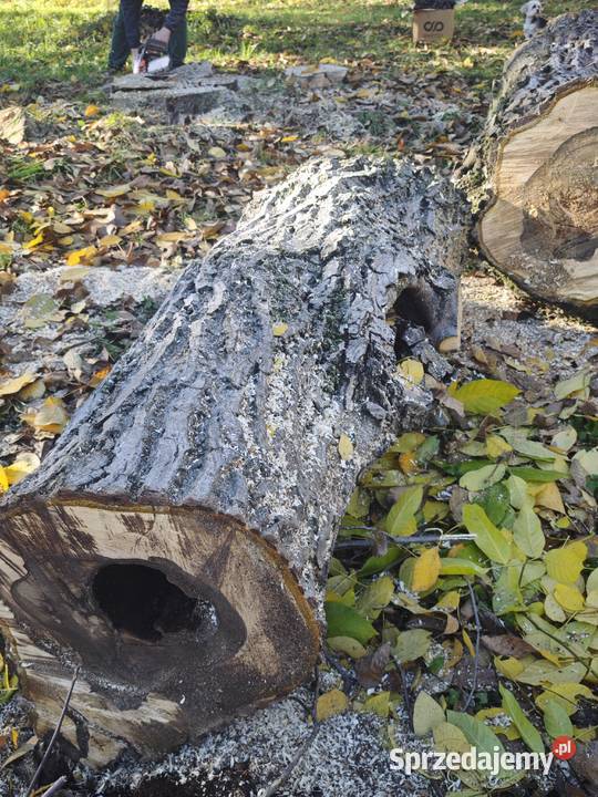 i Orzech włoski o obwodzie 230240 stolarka na Dom i Ogród