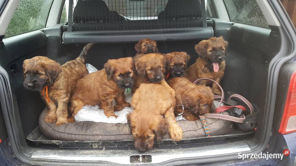 Briard rezerwacja szczeniąt ZKwP FCI 2020 Opole