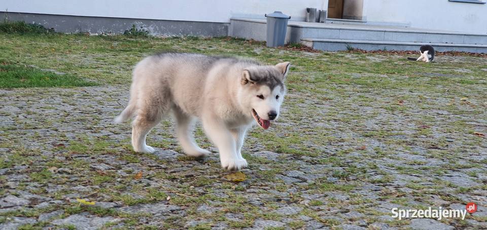 Wyjątkowa Alaskan Malamut szczeniak Nowa Sól
