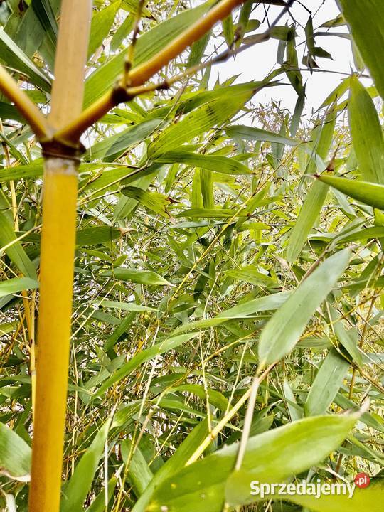 Bambus Phyllostachys Aureosulcata 18l Szczyglice