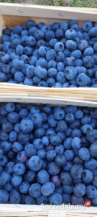 Sprzedam borówkę odmiana Bluecrop Dzisiejszy mazowieckie Wola Żyrowska