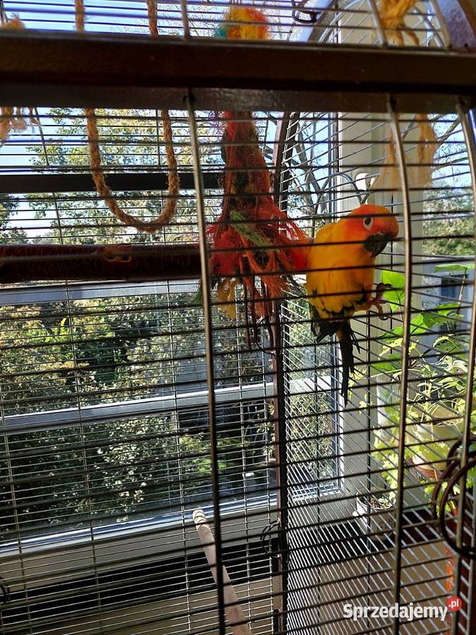 Papuga Konura Słoneczna