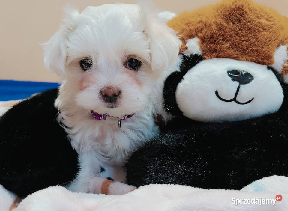 Maltańczykśliczna malutka sunia Warszawa