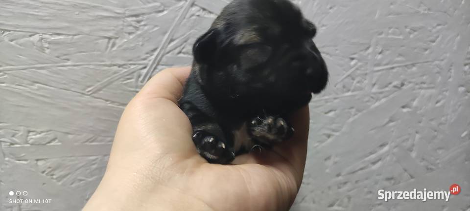 suczka sznaucer miniaturowy sprzedam