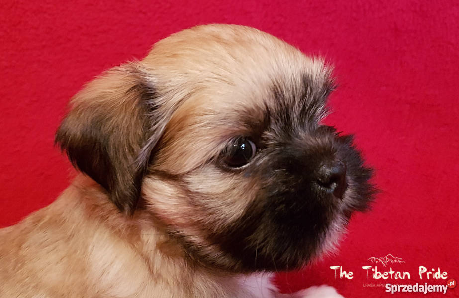 Szczenięta Lhasa Aspo kuzyn Shih Tzu rodowód Kraków