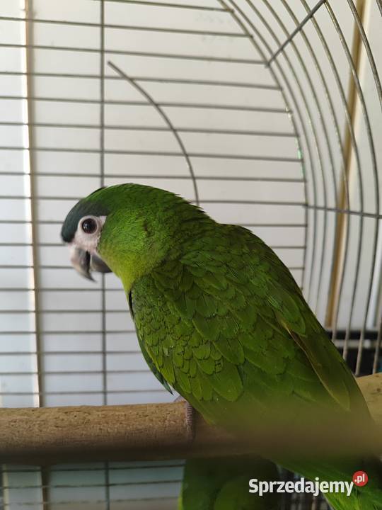 Papugi ręcznie karmione Kraków sprzedam
