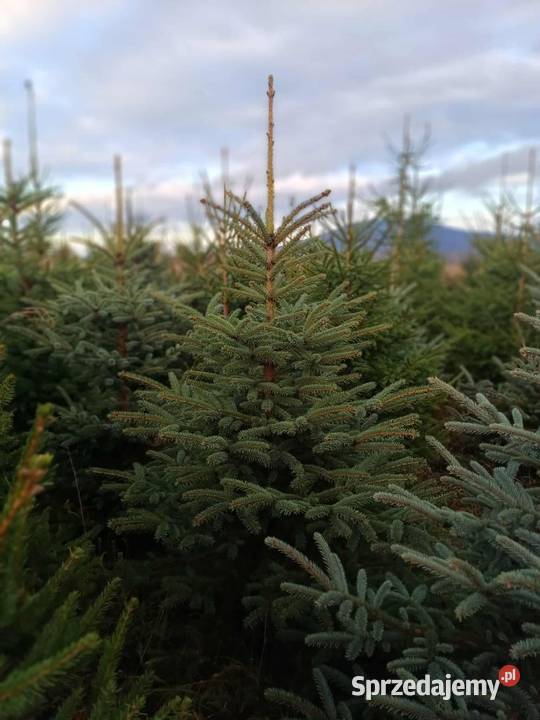 Sprzedam choinki świerk srebny i pospolity Świdnica