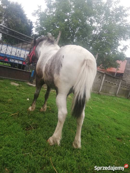 Kuc szetlant 2 lata zamiana zamienie mazowieckie Zwoleń