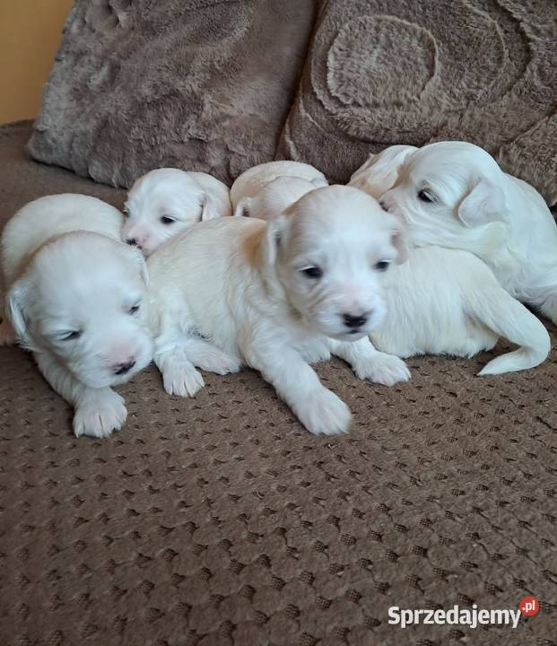 Śliczny Maltańczyk Poręba