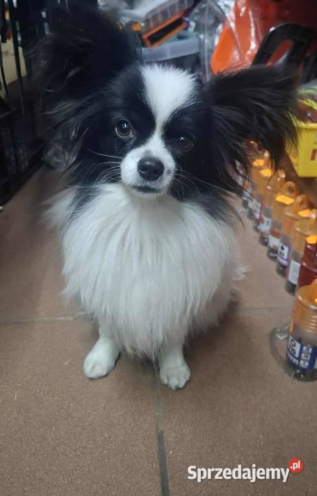 Spaniel kontynentalny Papilon Łask