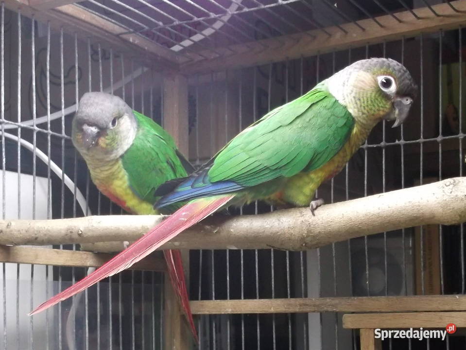 Sprzedam młode Rudosterki zielonolice