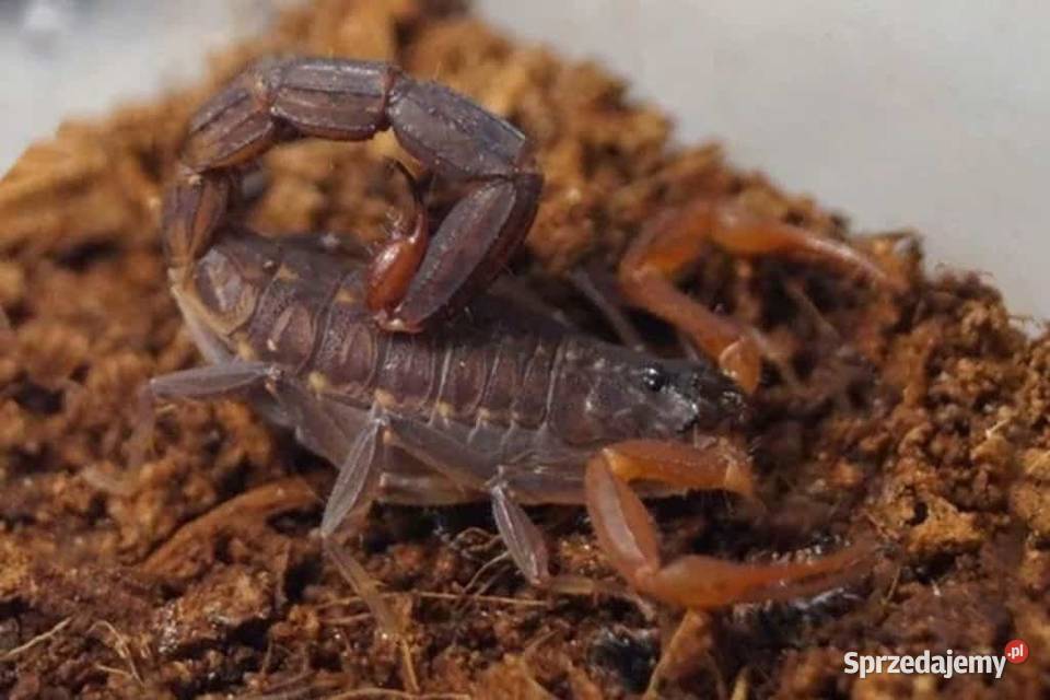 Skorpion J. tricarinatus L3 terrarium pajęczak