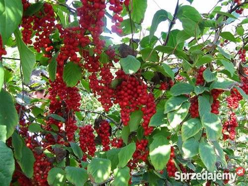 HIT Cytryniec chiński u Nas Poznań