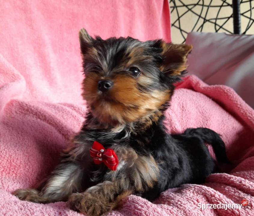Piesek Yorkshire terrier york Boguchwała