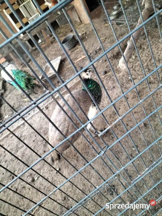 Sprzedam dwa pawie Żórawina