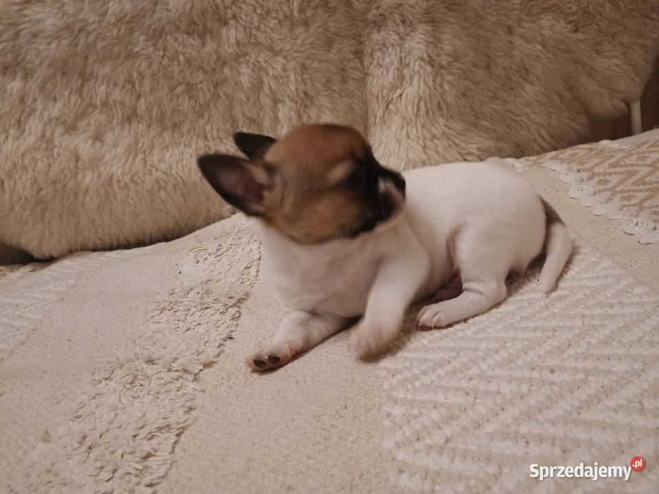 Chihuahua XS chłopiec Diament Kleszczów
