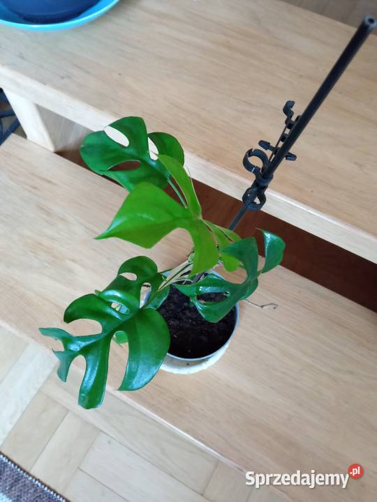 Kwiaty domowe różne może coś wybierzesz Kwitnące Białystok