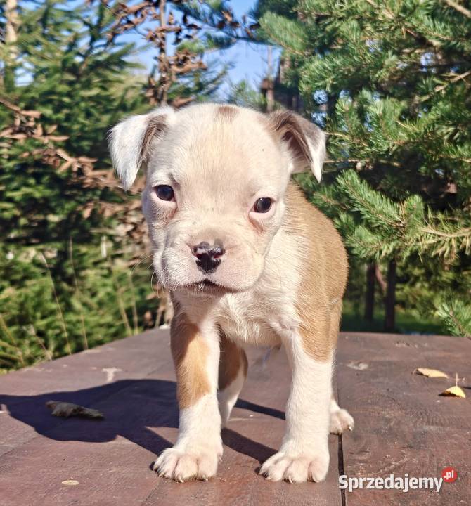 Piesek rasy Bokser Częstochowa