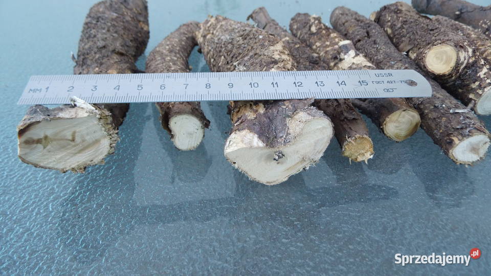 Noże Bagnety Oprawa Czeczota Kap Radzewice