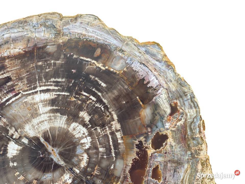 Wielkie skamieniałe drewno Madagaskar 46 x 39 zachodniopomorskie