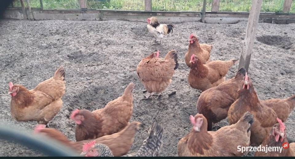 Jajka jajka wiejskie Nabiał i jaja wielkopolskie Kościan sprzedam