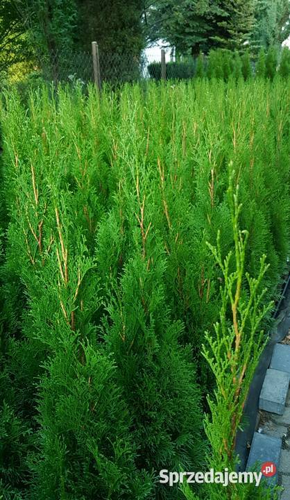 Tuja Szmaragd 120 TRANSPORT SADZENIE Ukorzenione Ożarów Mazowiecki