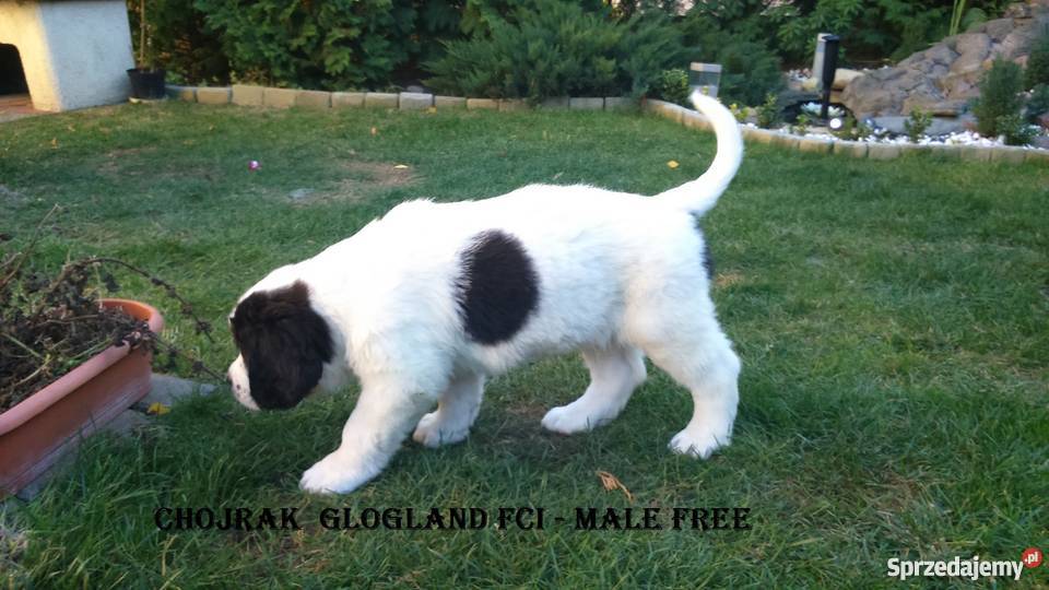 landseer piękne pieski Głogów