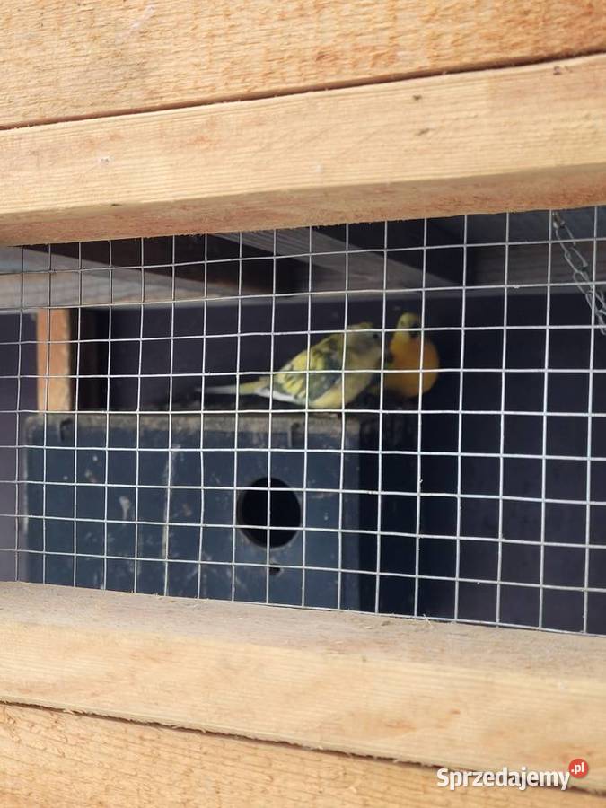 Swiergotki woliera 6 3parki Objezierze
