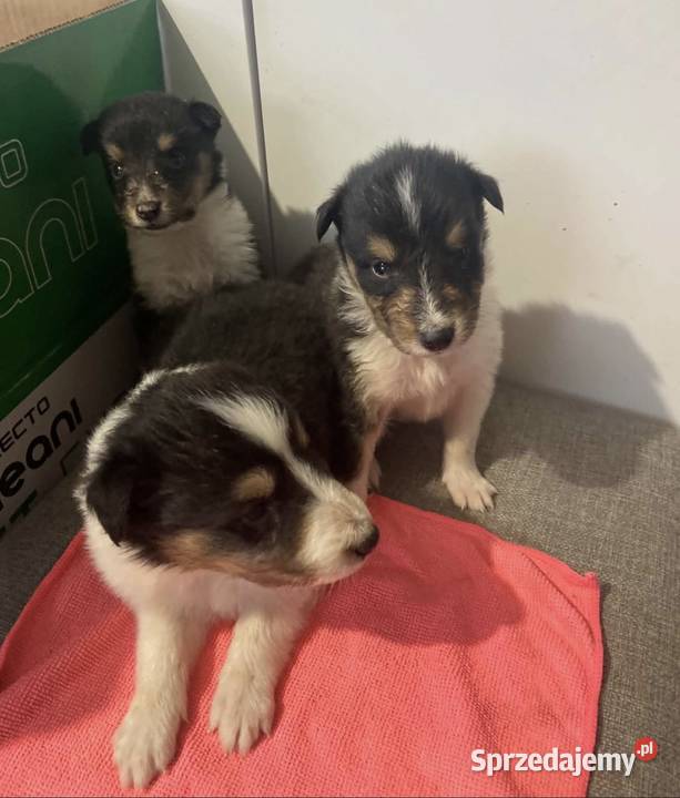 Szczeniaczki Owczarek szkocki Collie Owczarek warmińsko-mazurskie Iława