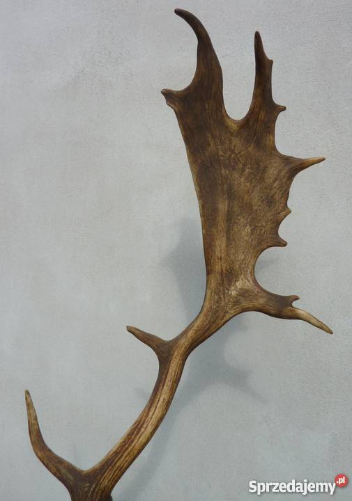 PorożeRogi JeleniaDanielabyka STAN IDEALNY