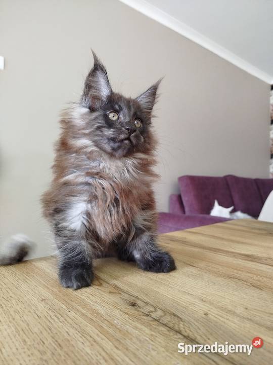 Maine Coon kotka Nera Szembruk
