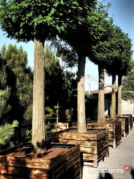 Drzewo Robinia akacjowa 350 w donicy 500L Skierniewice