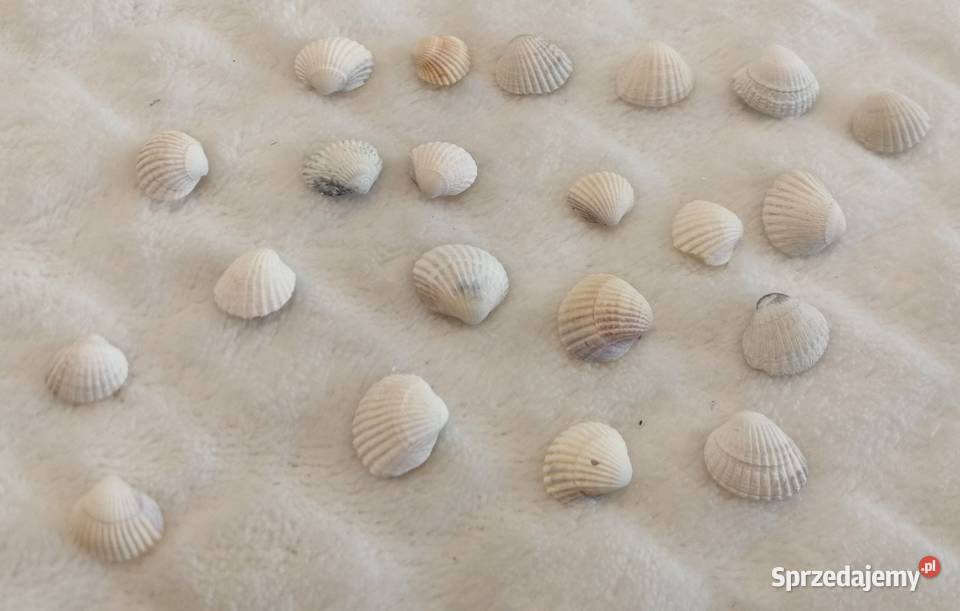 Zestaw muszli 22 13 71 Kreatywne Czeladź