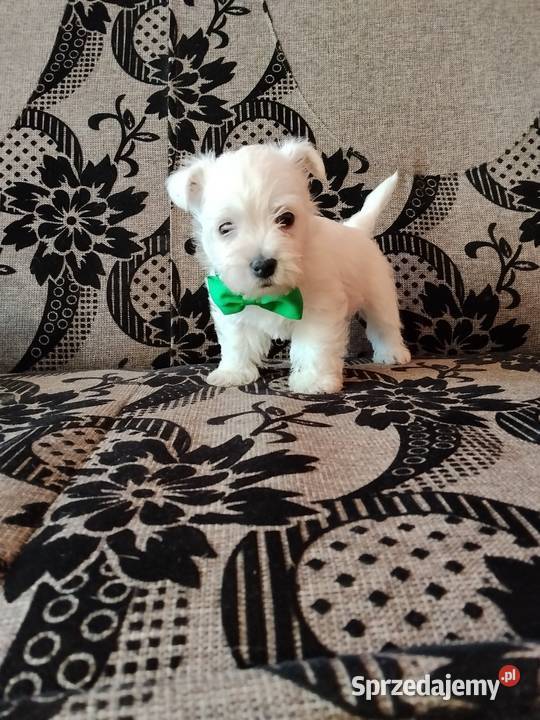 West Highland White Terrier Sokoły