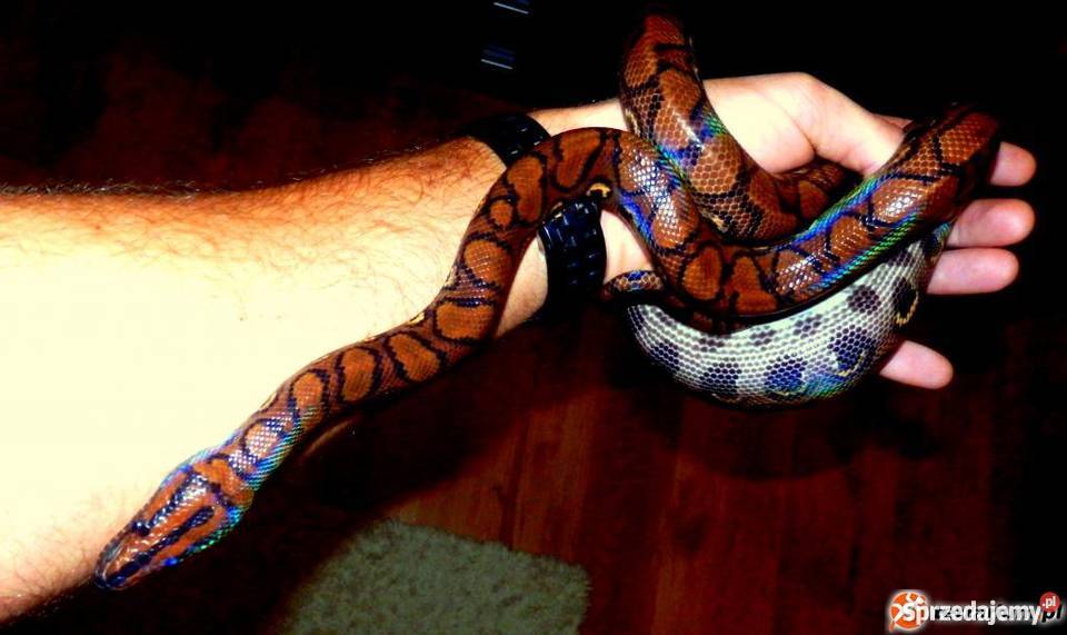 Boa tęczowy brazylijski Gdańsk sprzedam