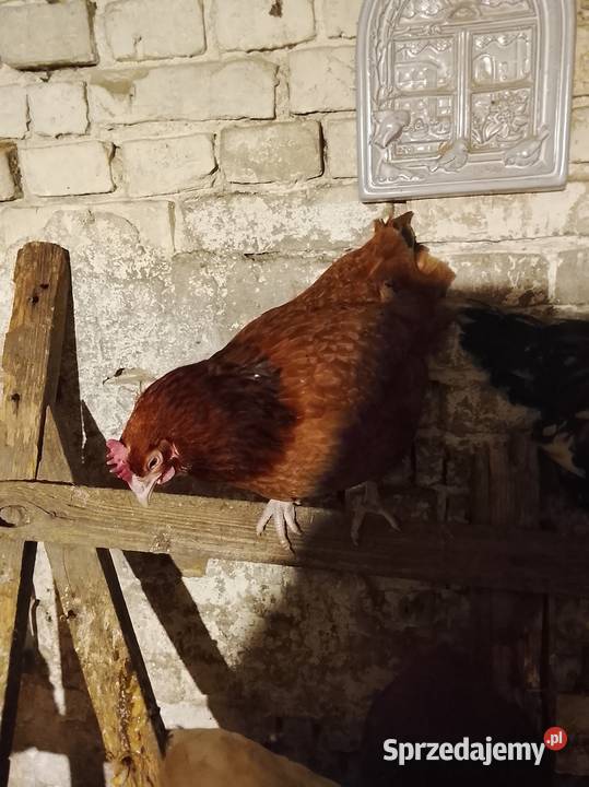 Kury nioski 30 tygodni rossa Brzeźno