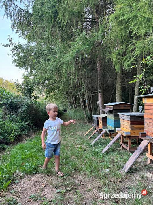 Sprzedam ule wielkopolskie z nadstawkami lubelskie