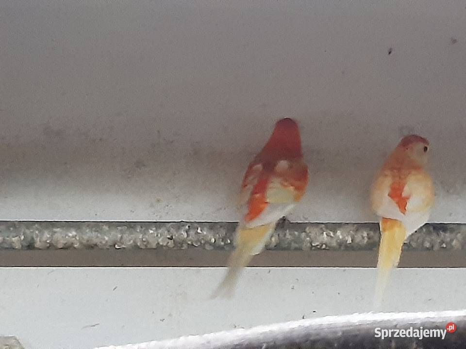 Świergotki parka lęgowa sprzedam